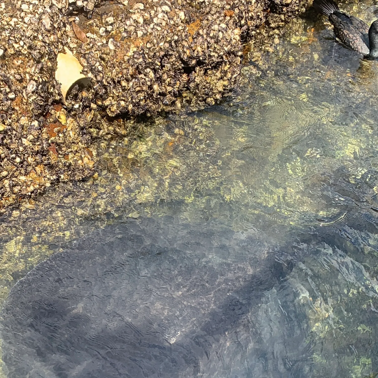 The most recent Short-tail stingray catches on Fishbrain