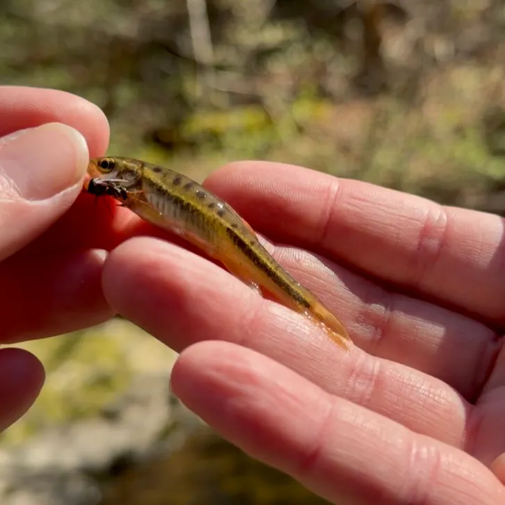 The most recent Mountain redbelly dace catches on Fishbrain