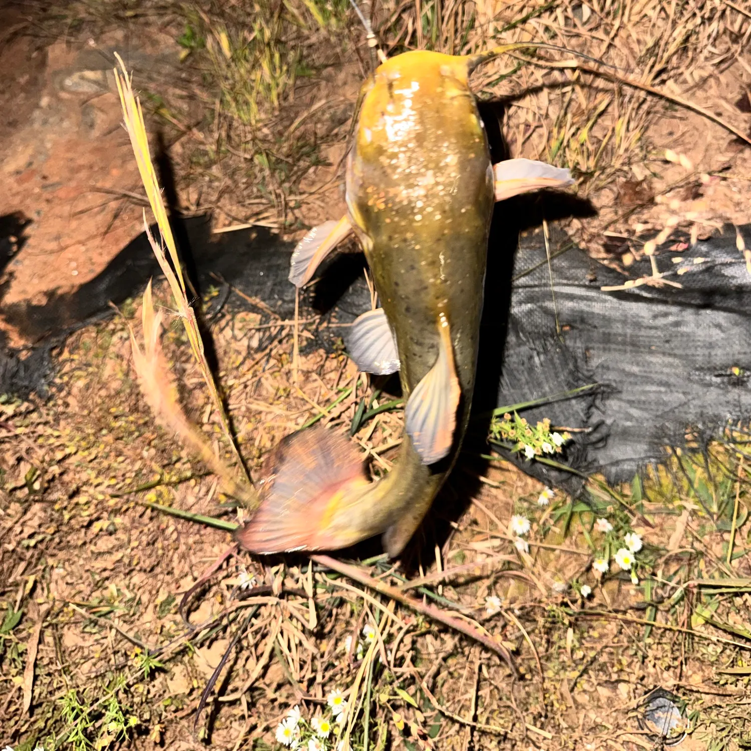 Brown bullhead caught on Fishbrain