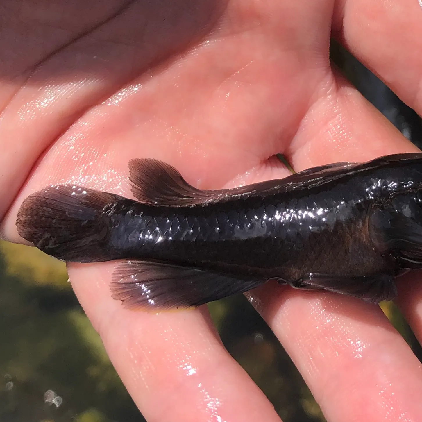 The most recent Crested goby catches on Fishbrain