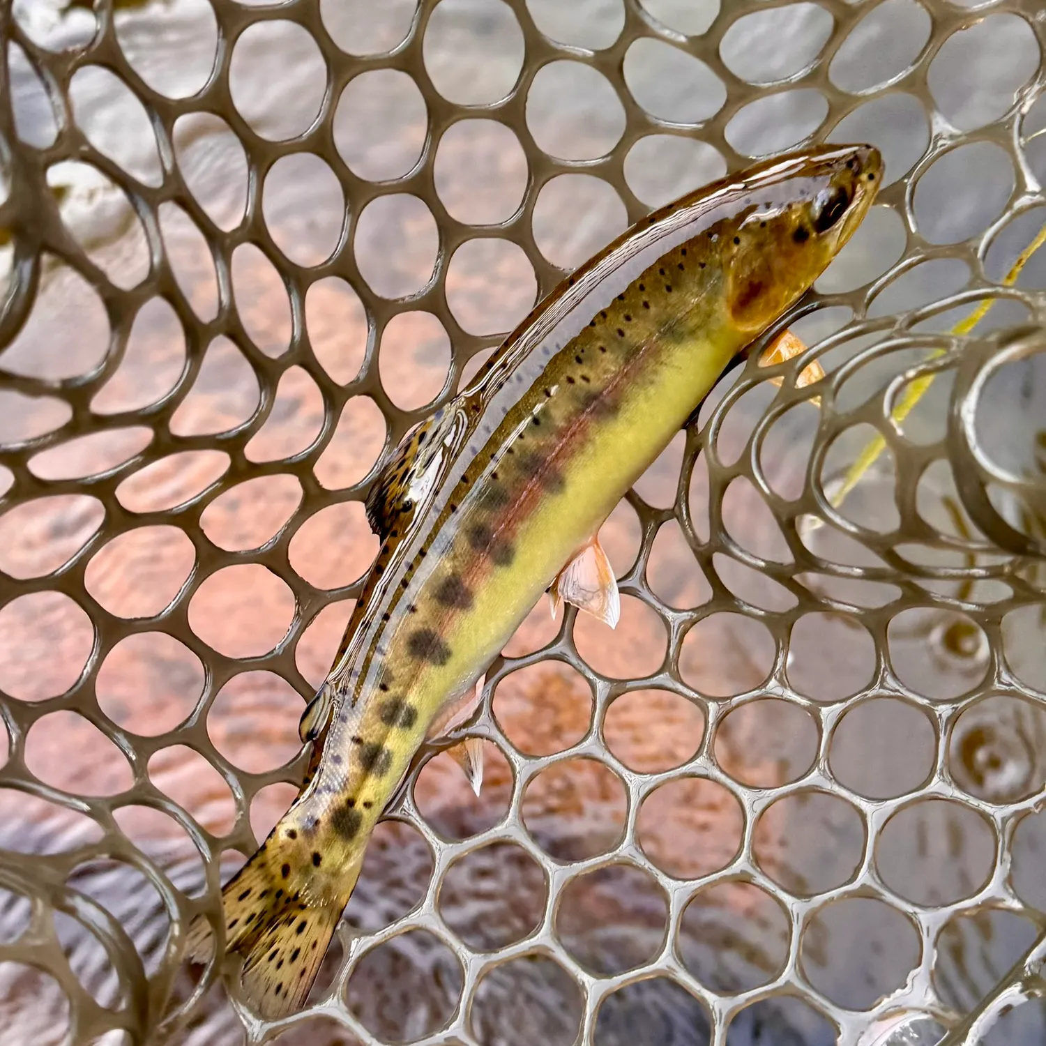 The most recent Golden trout catches on Fishbrain