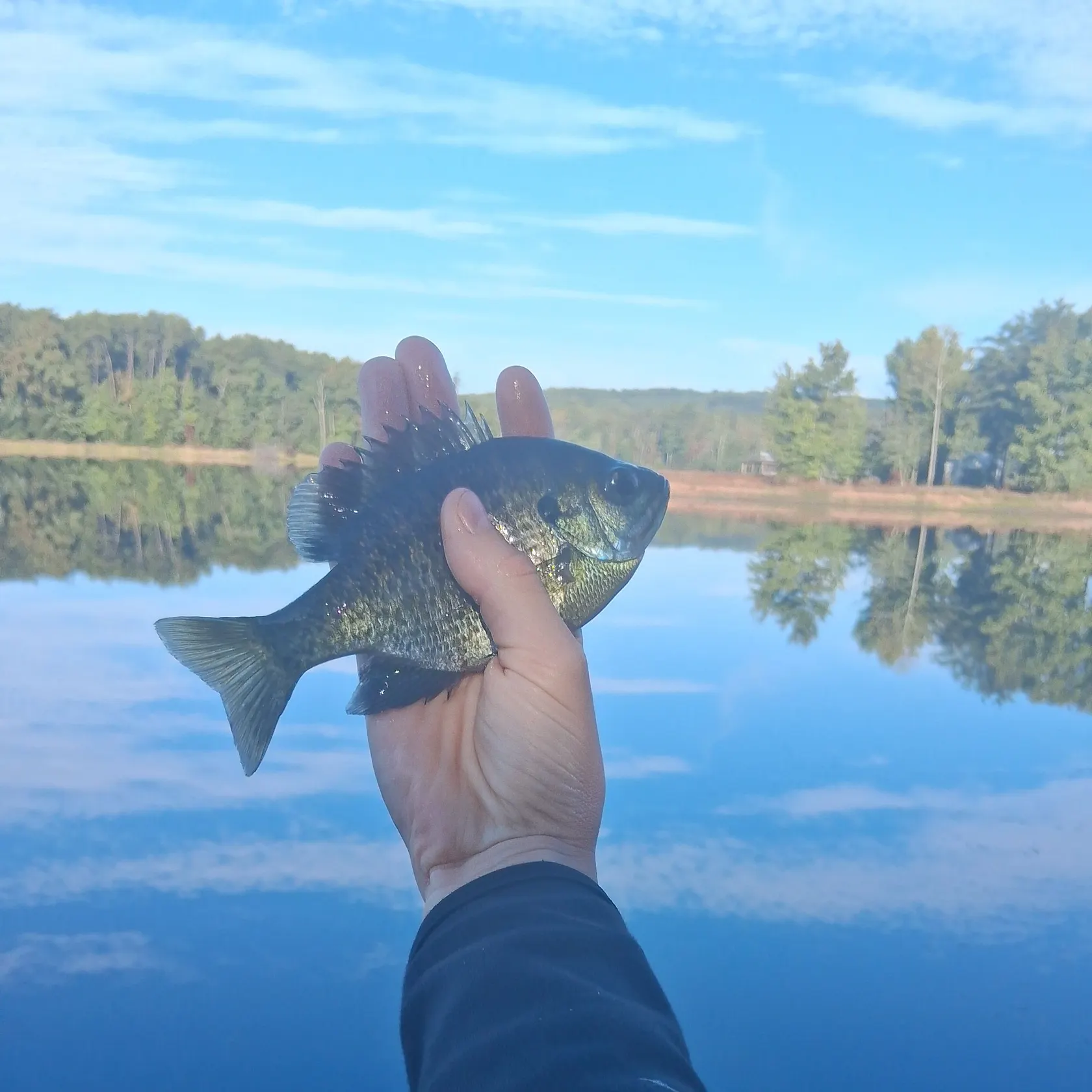 The most recent Wargill hybrid catches on Fishbrain
