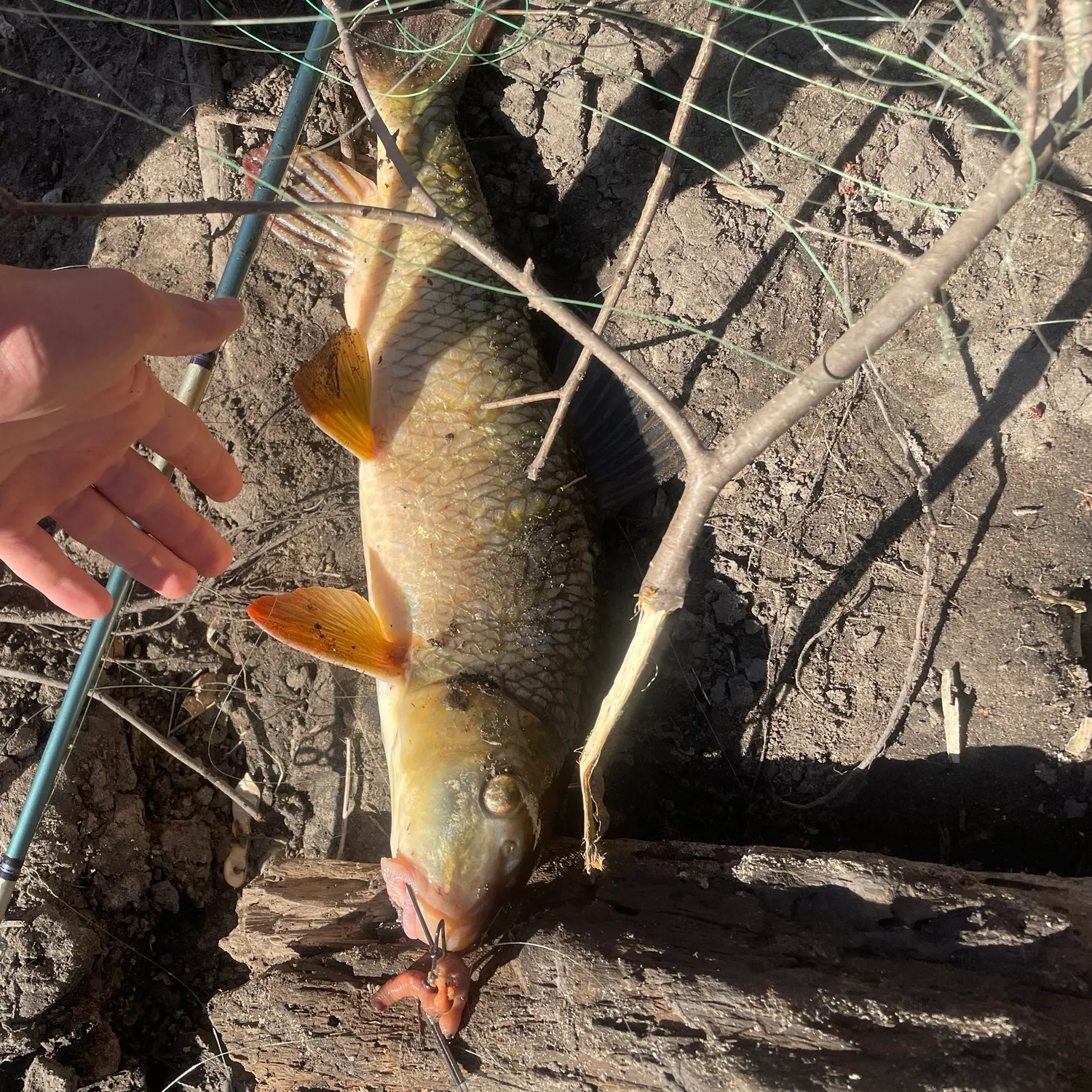 The most recent Golden redhorse catches on Fishbrain