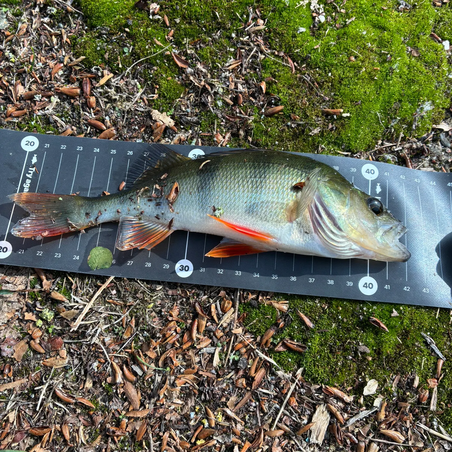 European perch caught on Fishbrain