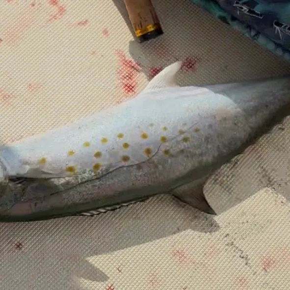 The most recent Spanish mackerel catches on Fishbrain
