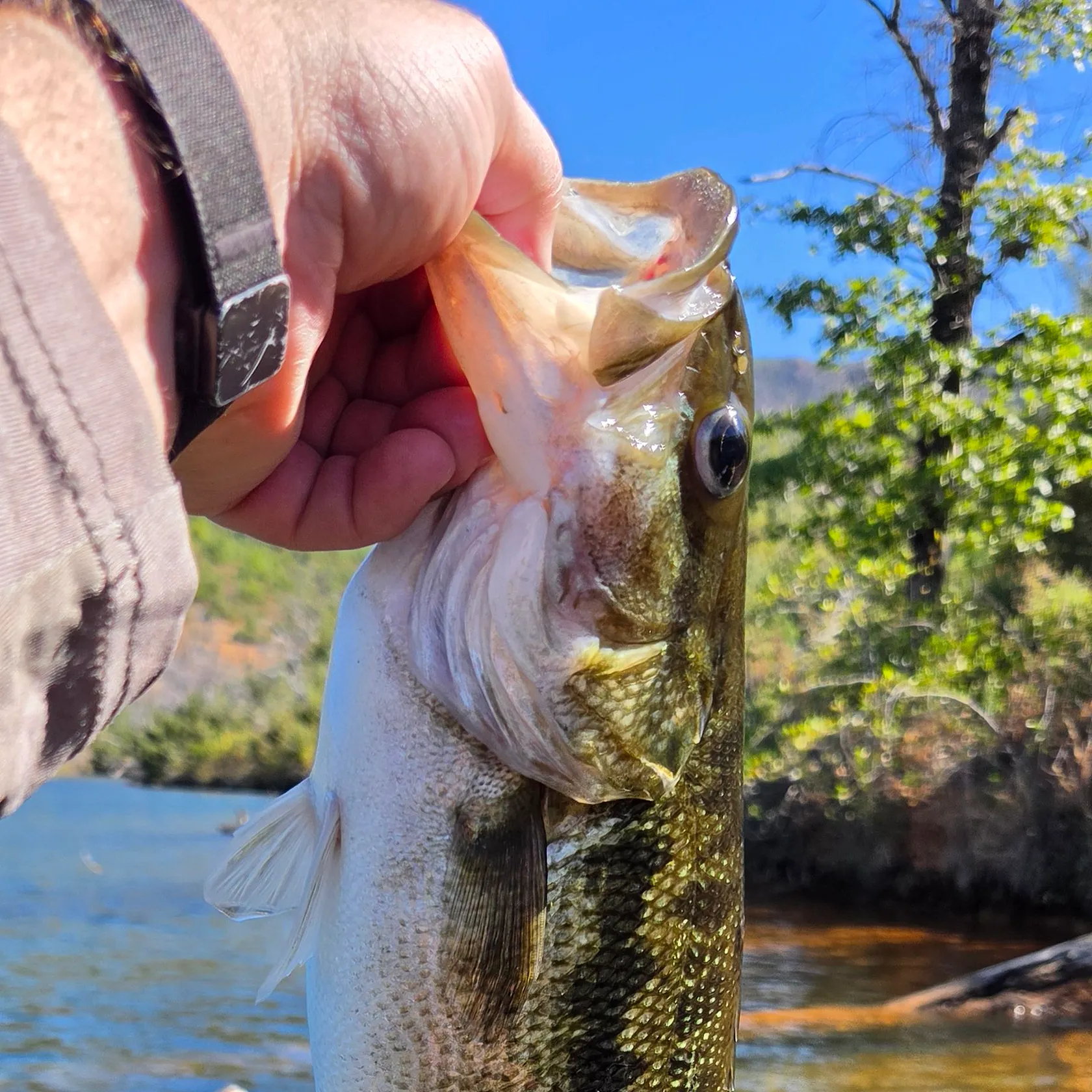 Spotted bass caught on Fishbrain