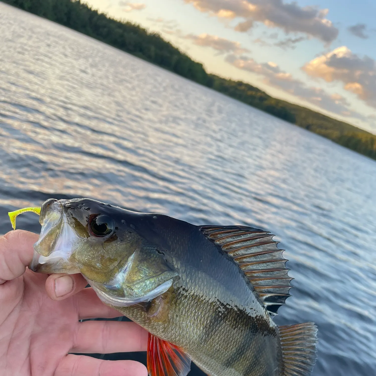 European perch caught on Fishbrain