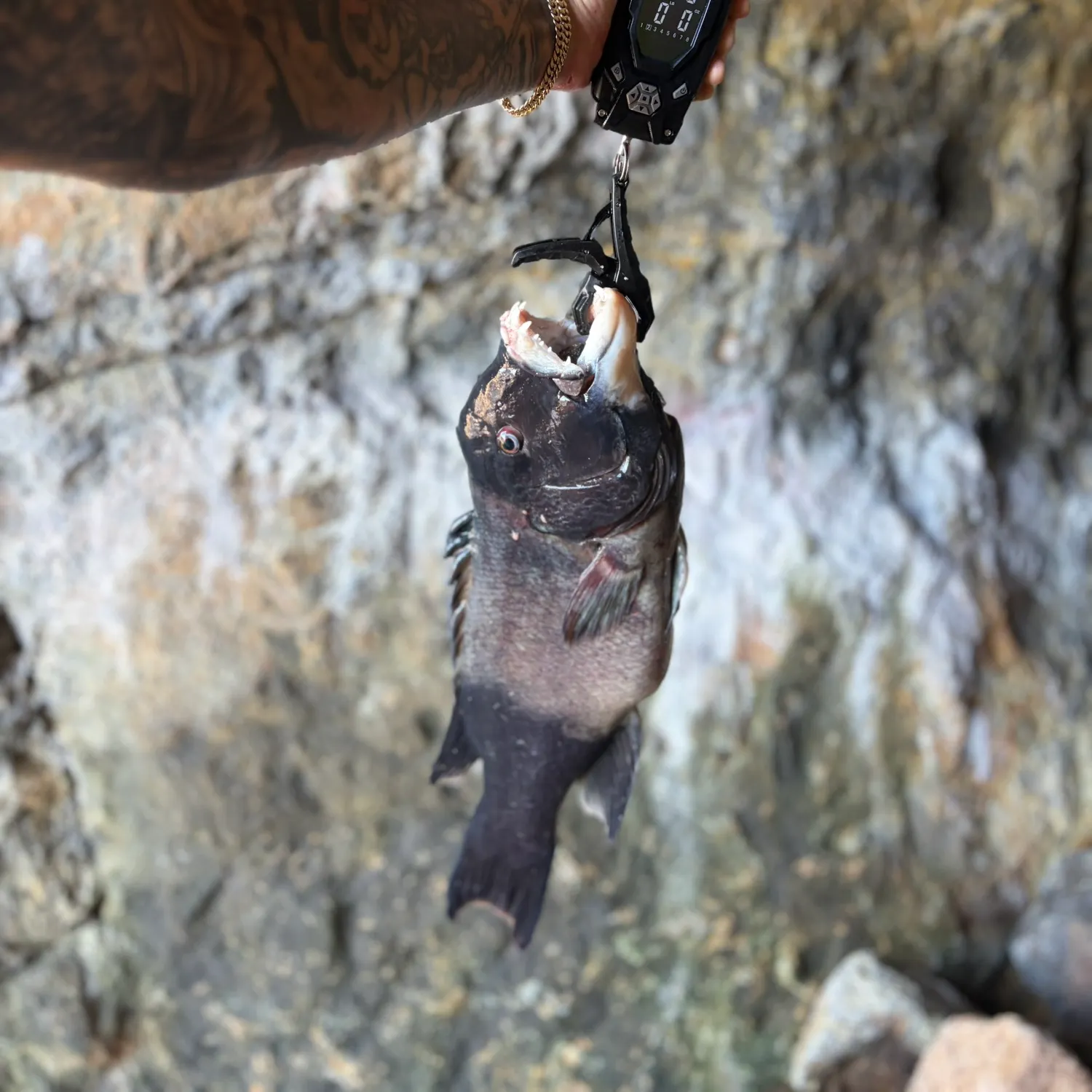 California sheephead caught on Fishbrain