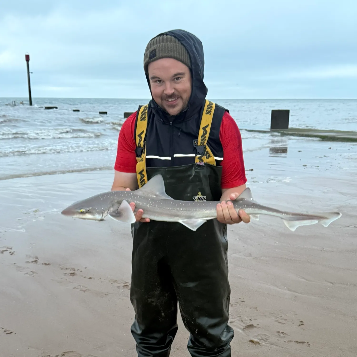 The most recent Starry smooth-hound catches on Fishbrain