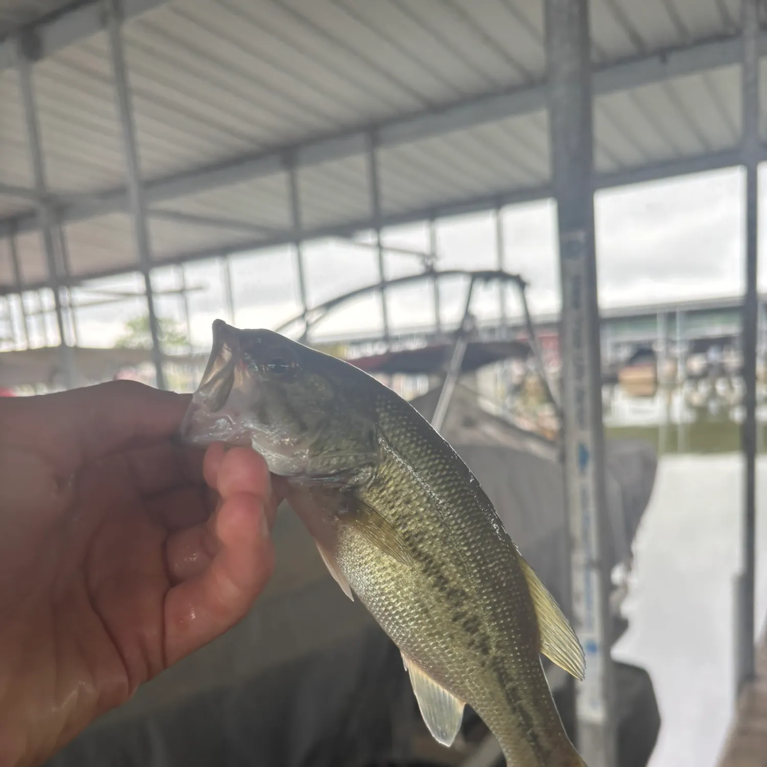 The most recent Meanmouth bass catches on Fishbrain