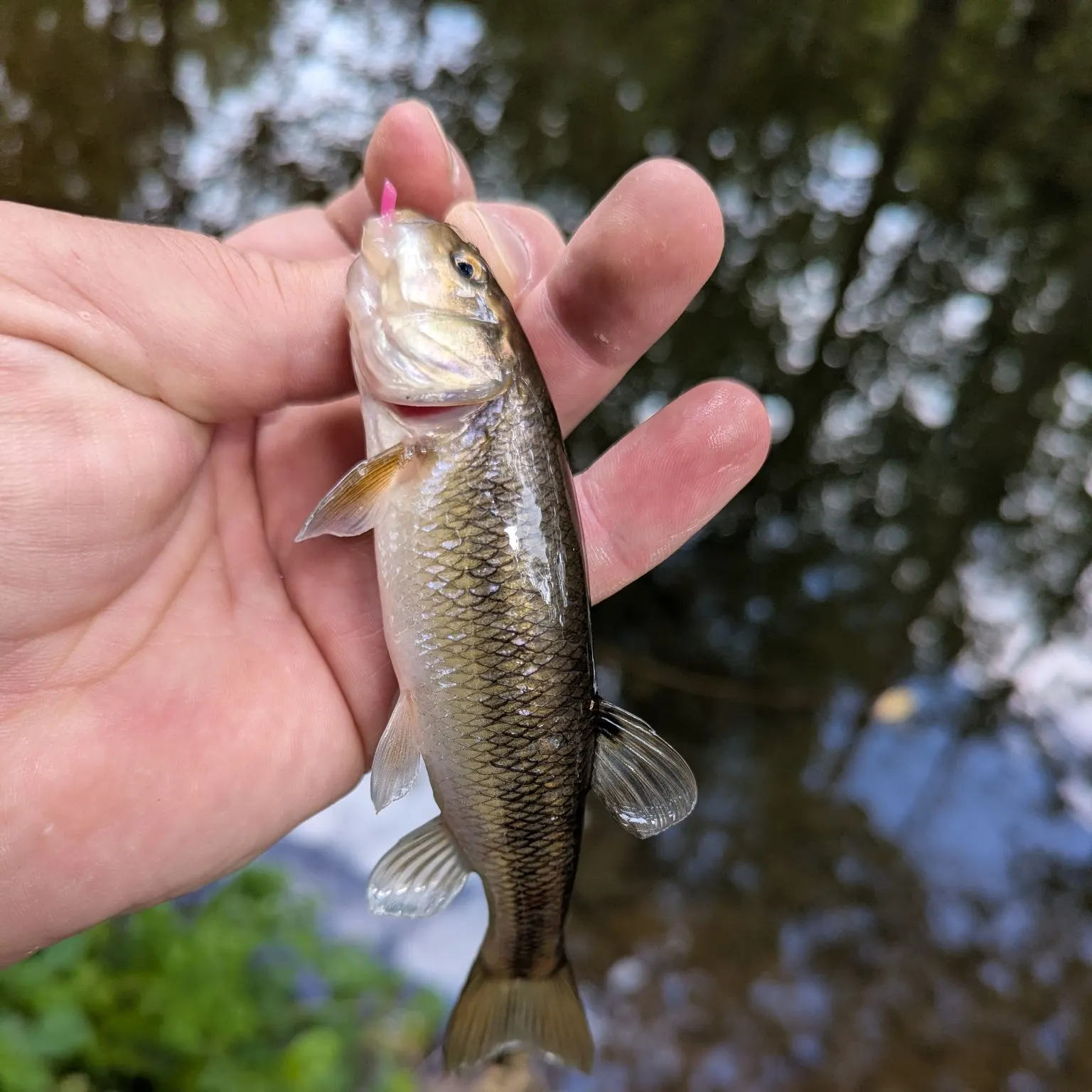 The most recent Dark chub catches on Fishbrain