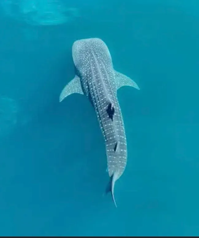 Live Whole Whale Shark