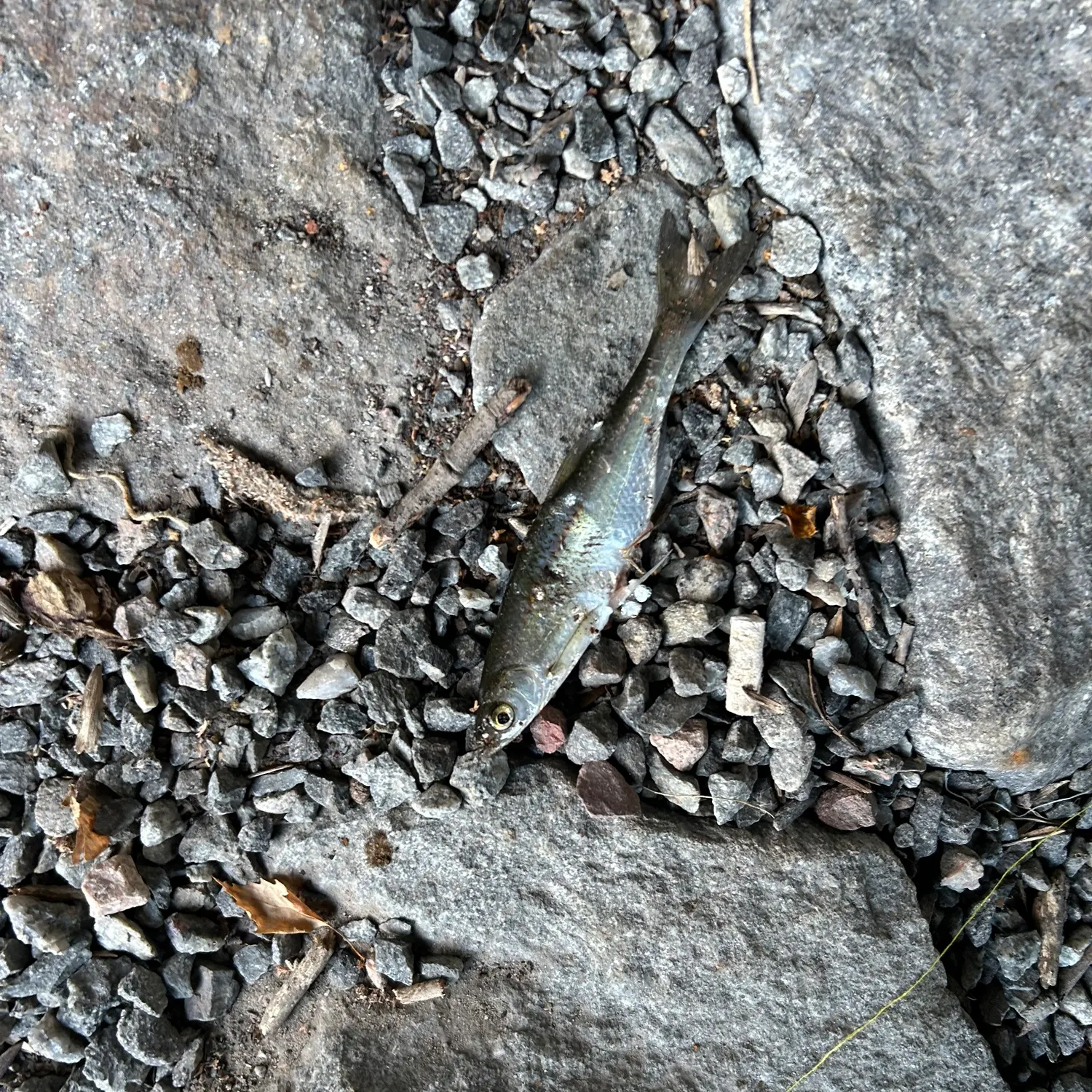 Atlantic herring caught on Fishbrain