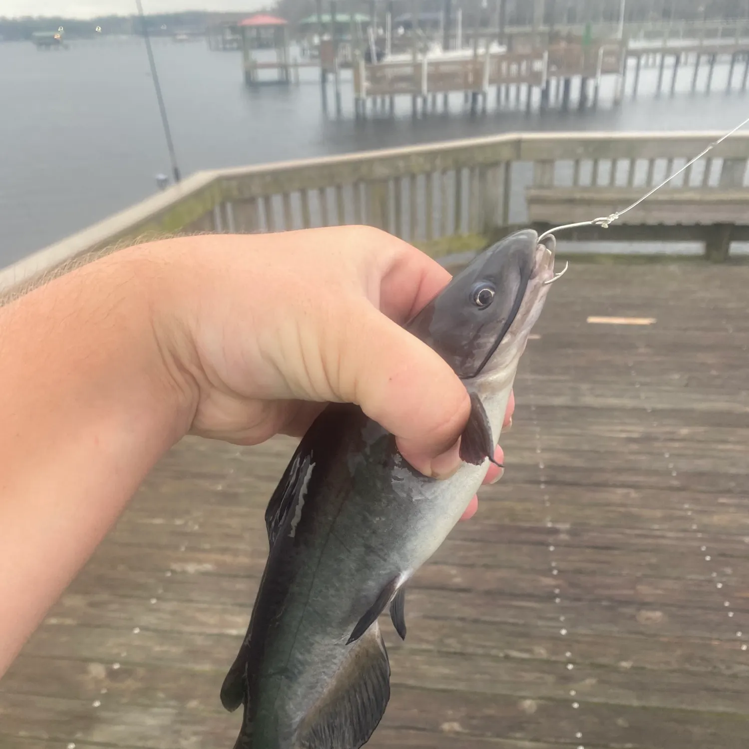 The most recent White bullhead catches on Fishbrain