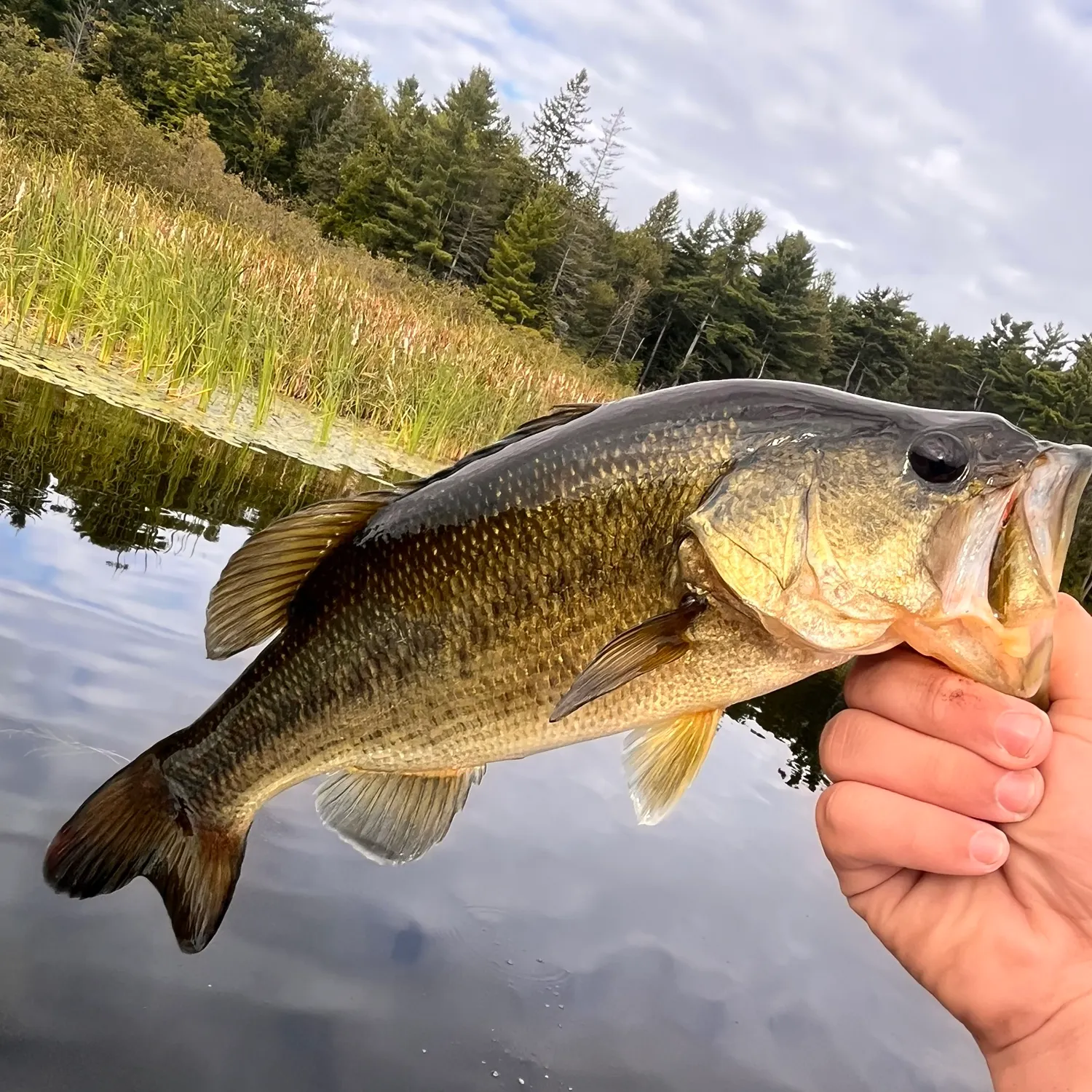 Fish caught on Fishbrain