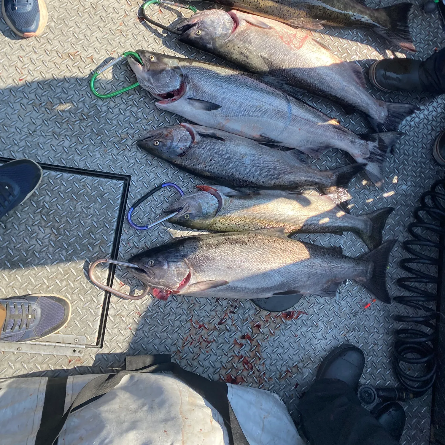 recently logged catches