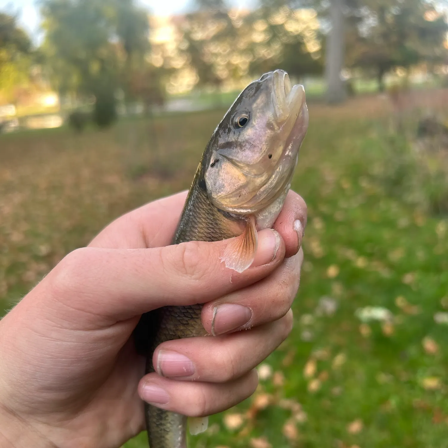 Creek chub caught on Fishbrain