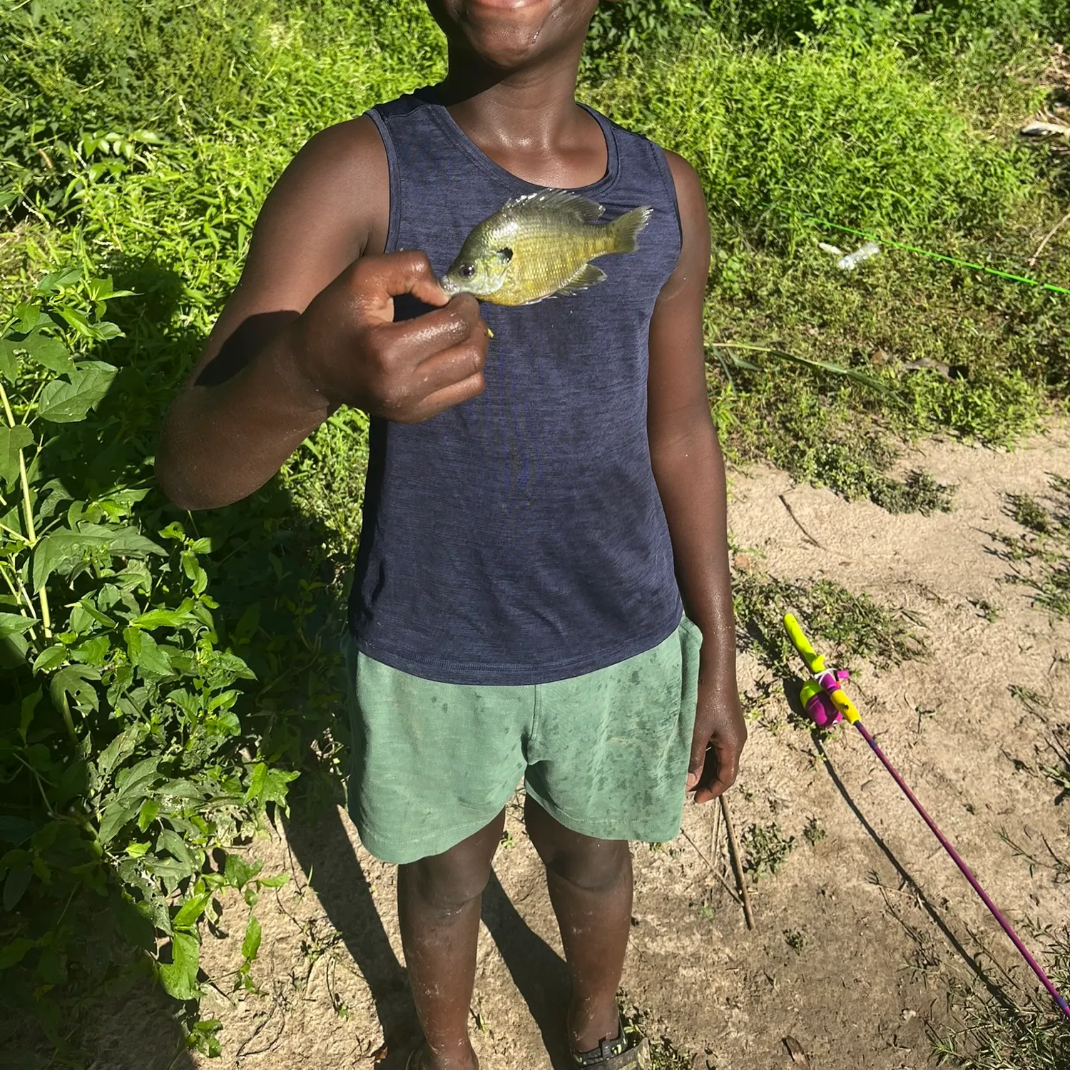 Bluegill caught on Fishbrain