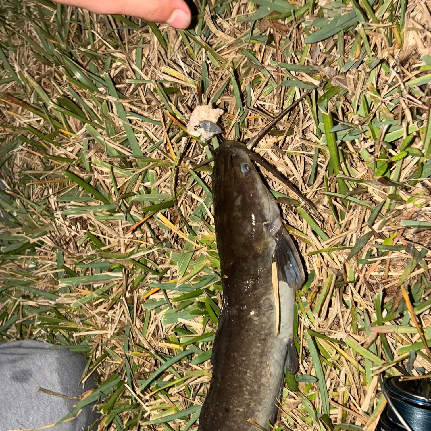 The most recent Walking catfish catches on Fishbrain