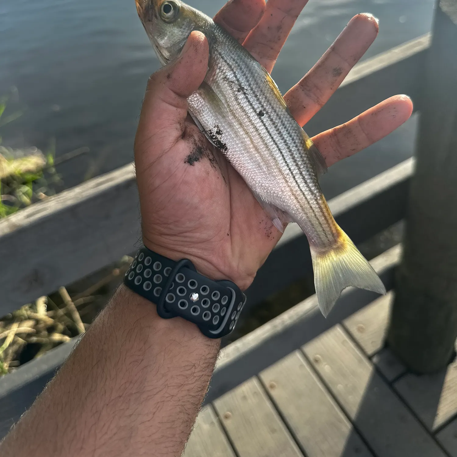 Striped bass caught on Fishbrain