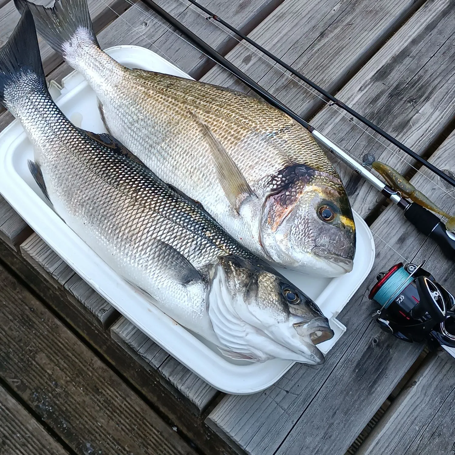 recently logged catches