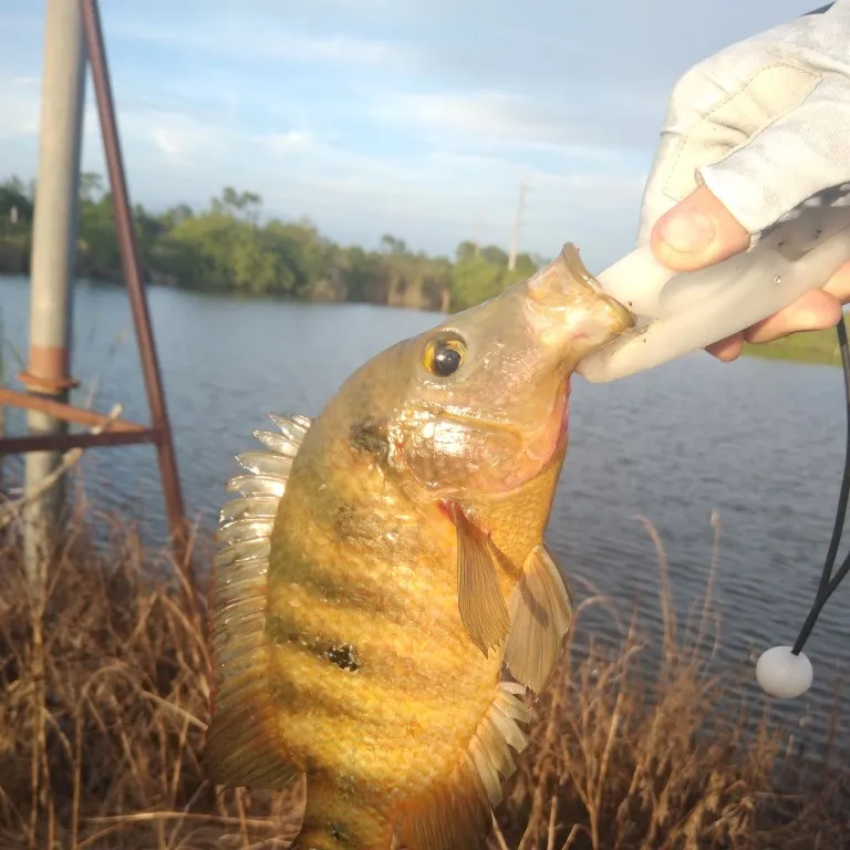 angler catch
