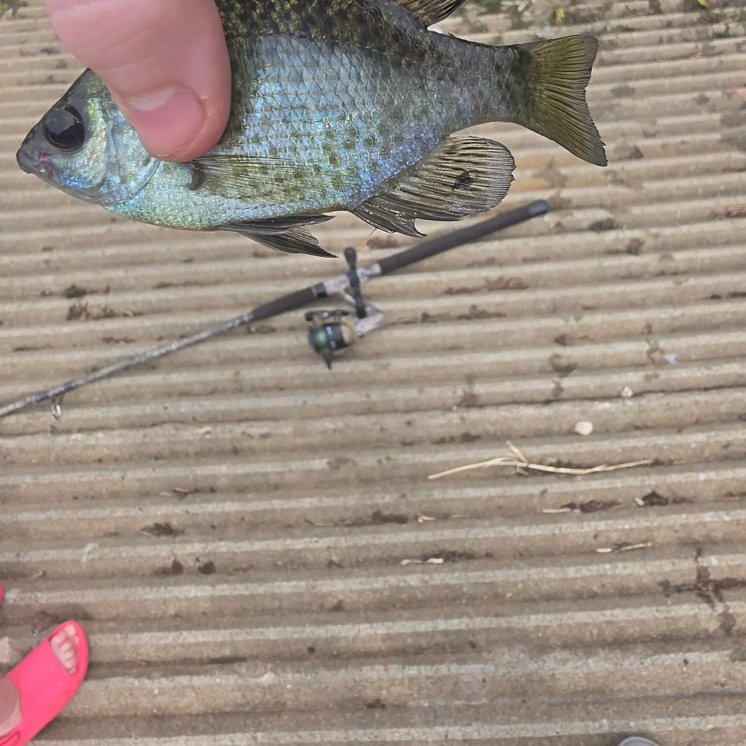 Bluegill caught on Fishbrain