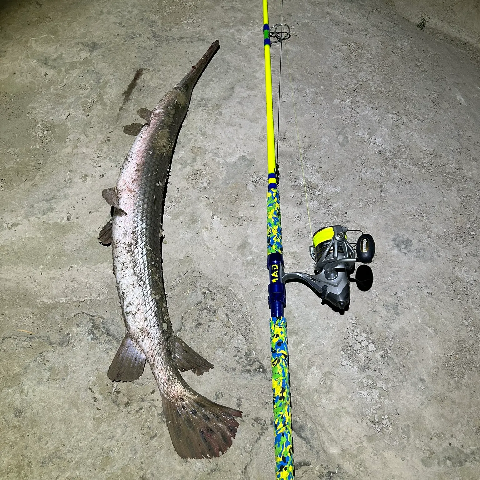 The most recent Shovelnose sturgeon catches on Fishbrain