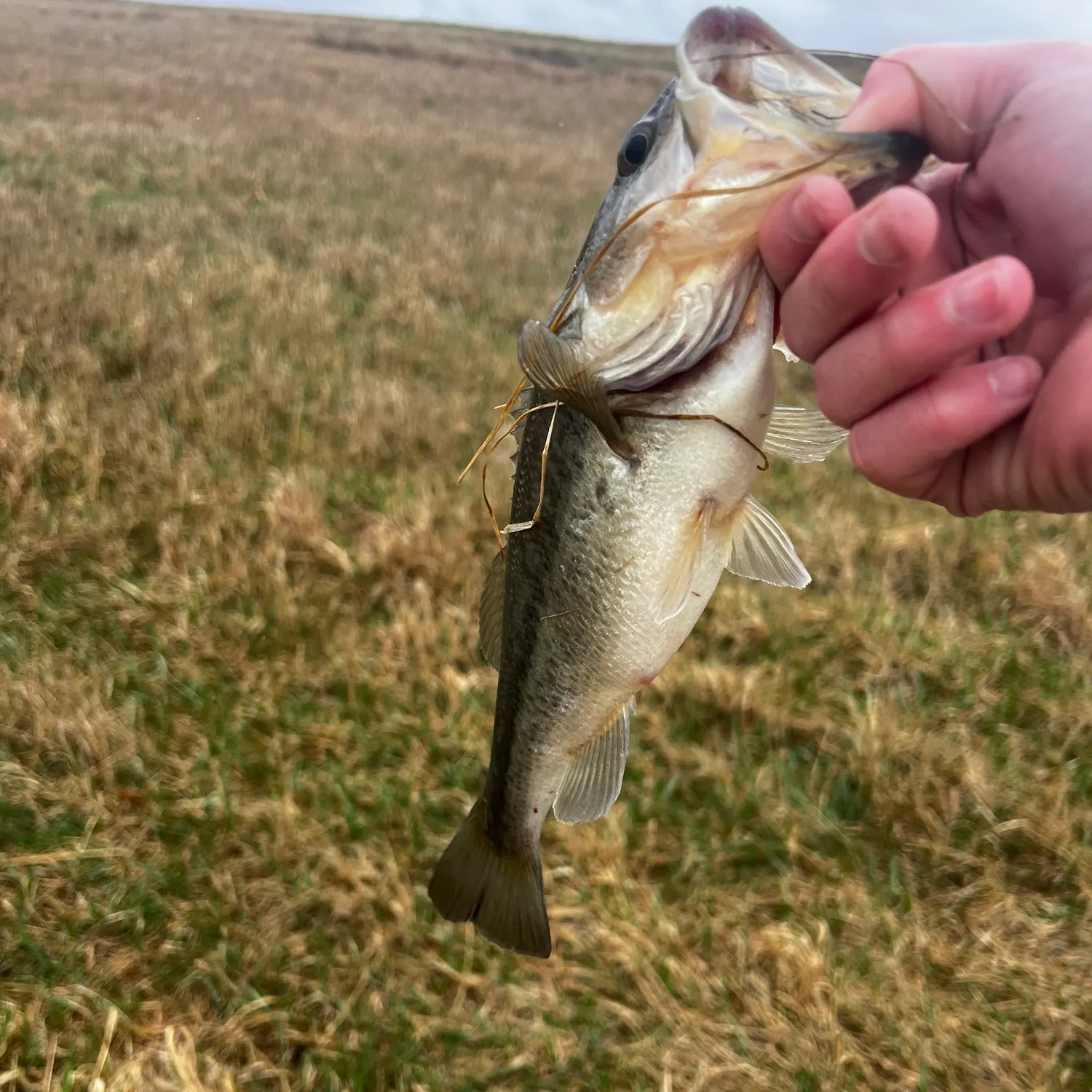 angler catch