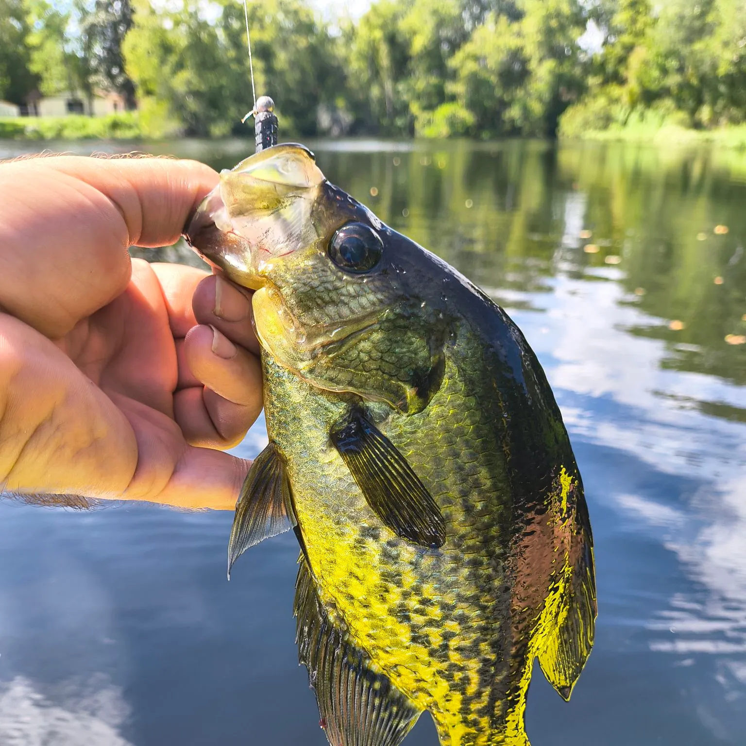 Black crappie caught on Fishbrain