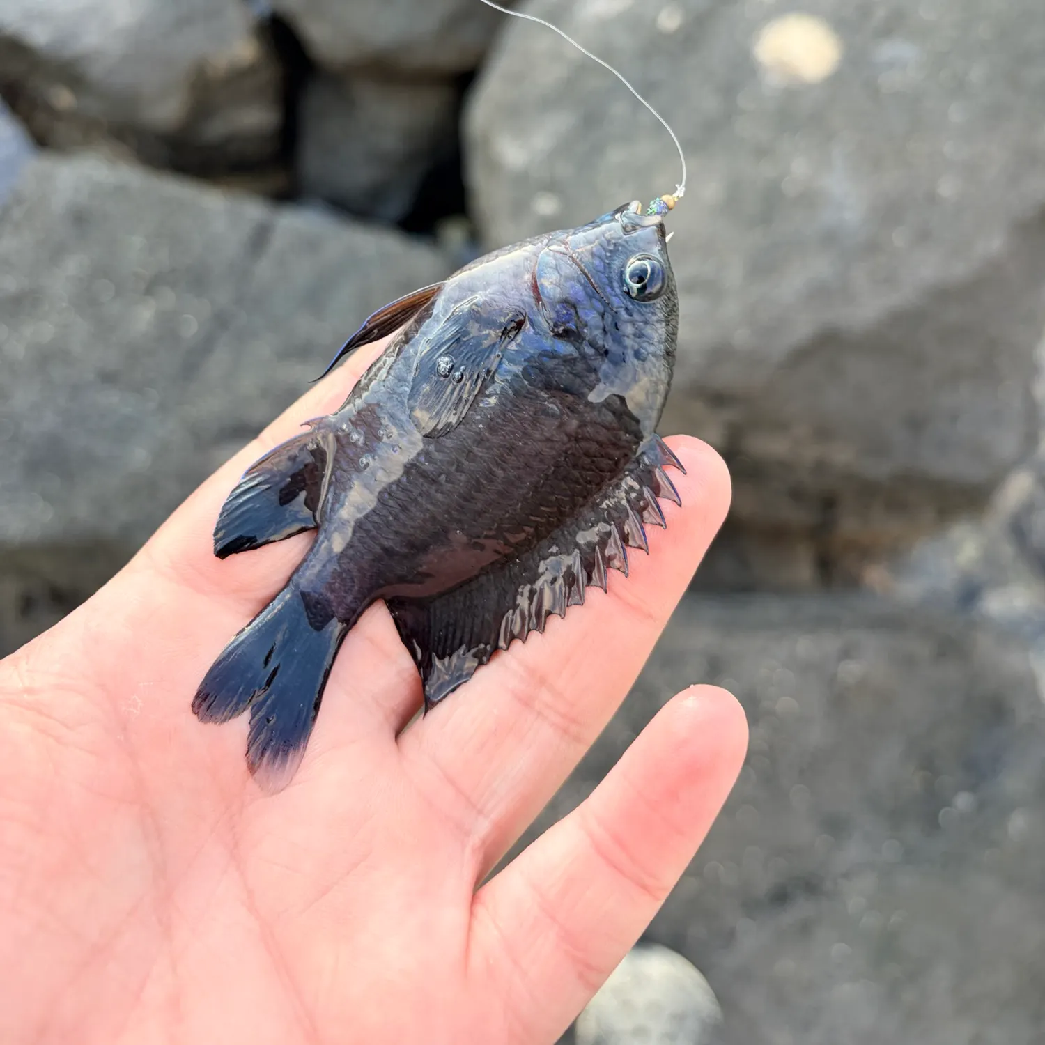 The most recent Dusky damselfish catches on Fishbrain
