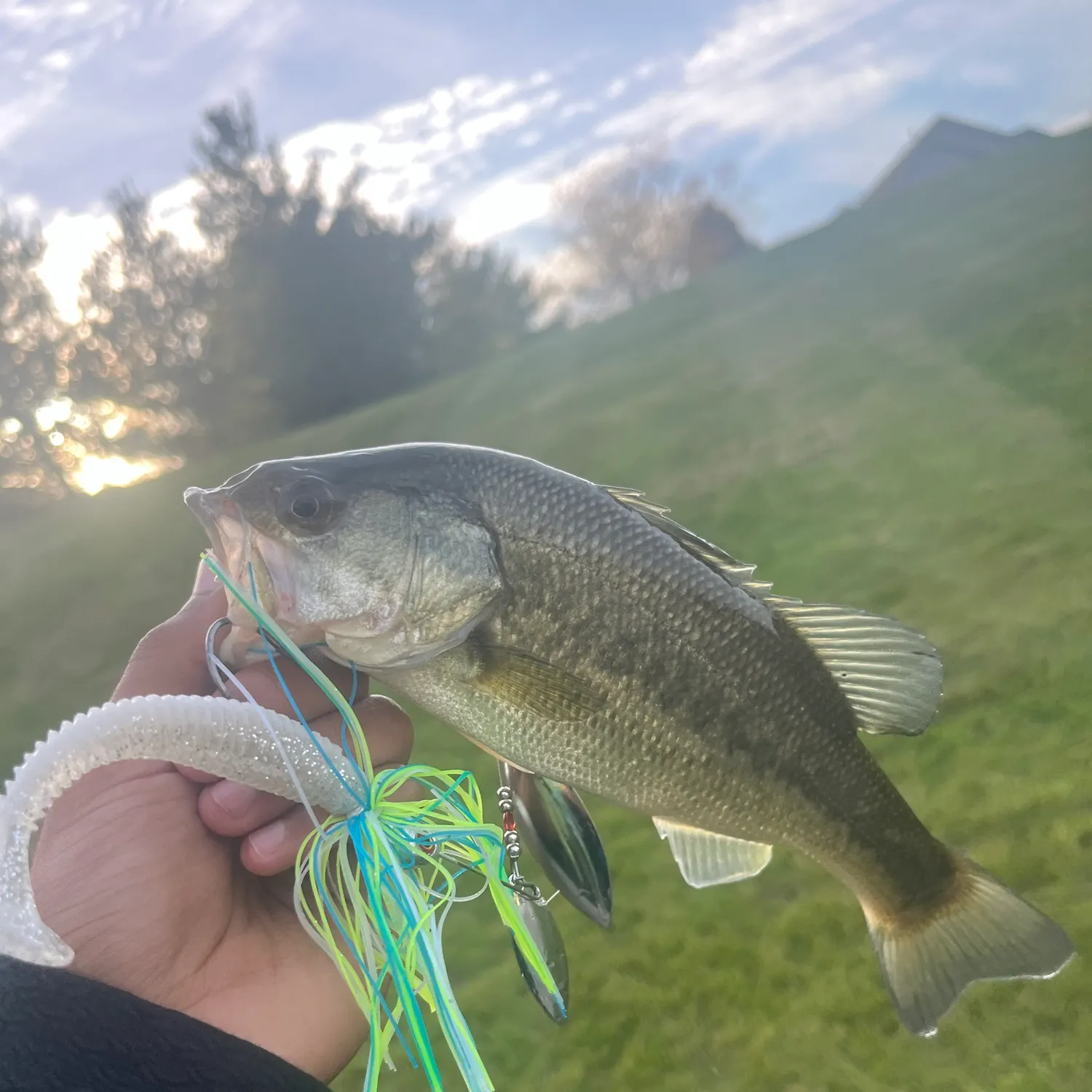 Largemouth bass caught on Fishbrain