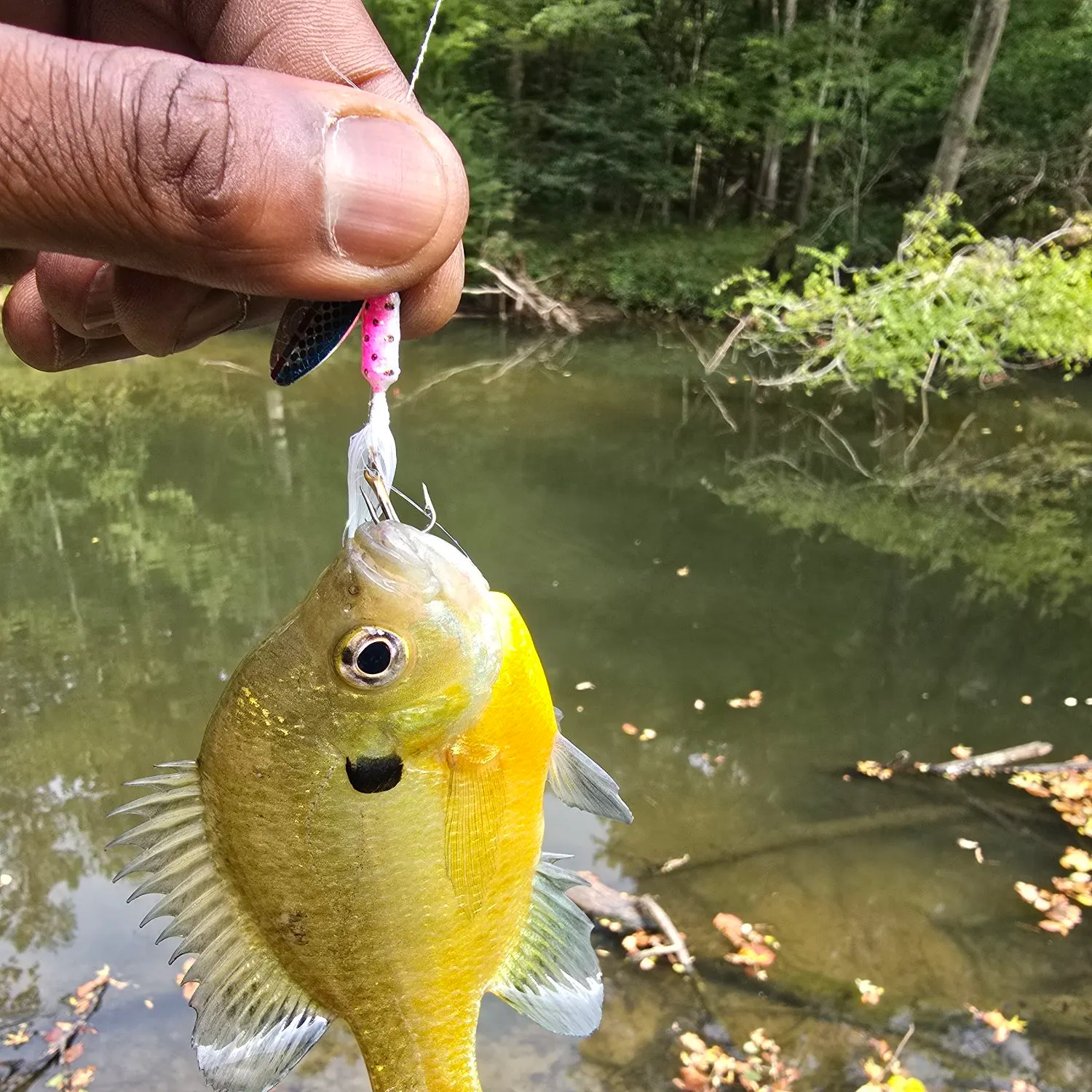 Bluegill caught on Fishbrain