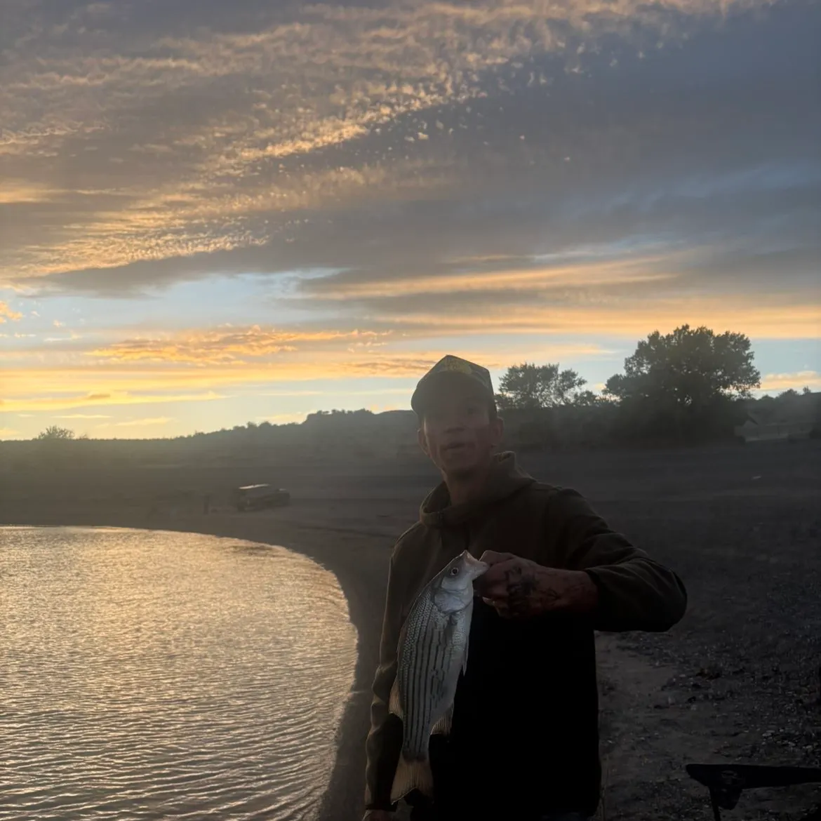 The most recent Wiper catches on Fishbrain
