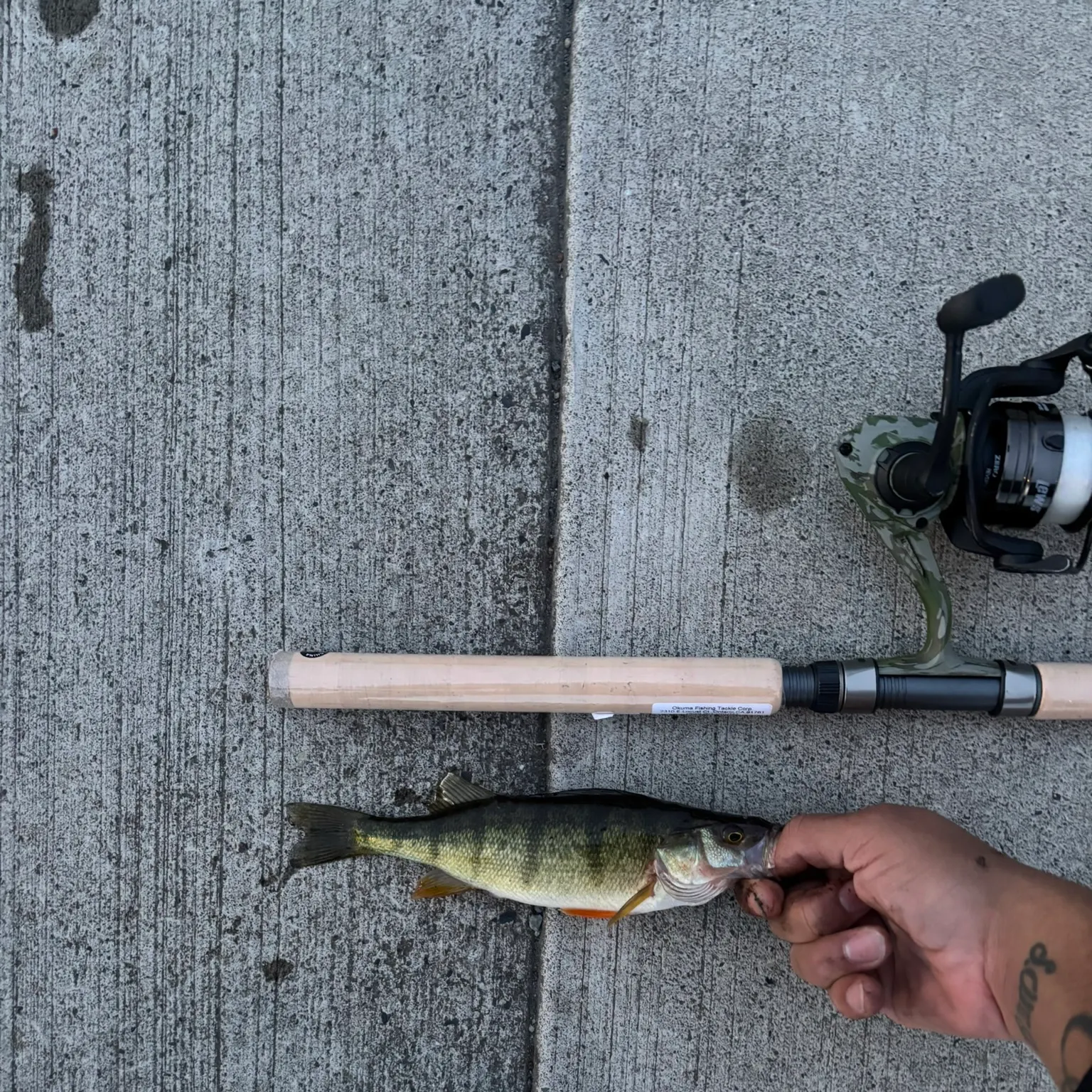 recently logged catches