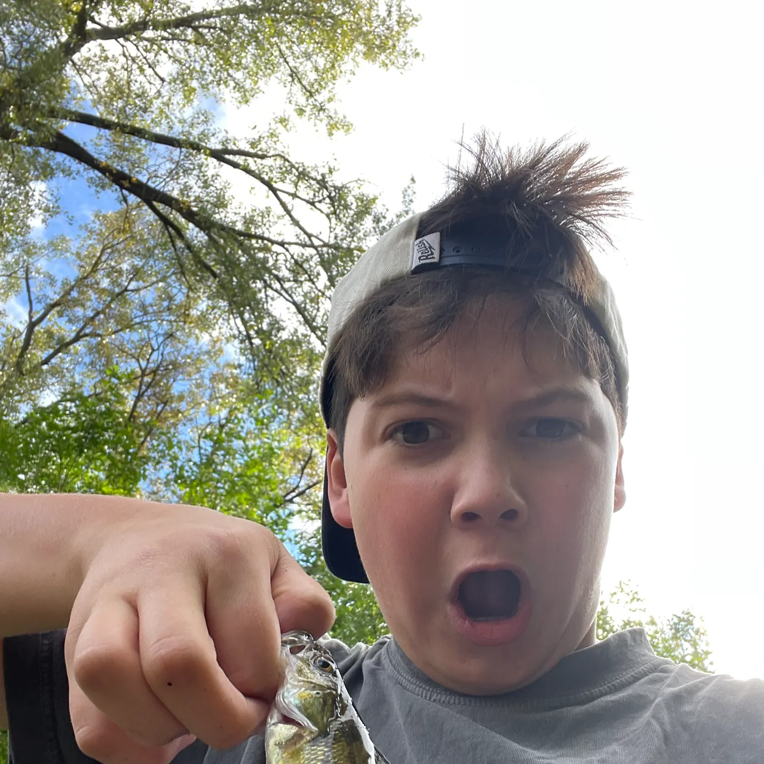 Yellow perch caught on Fishbrain