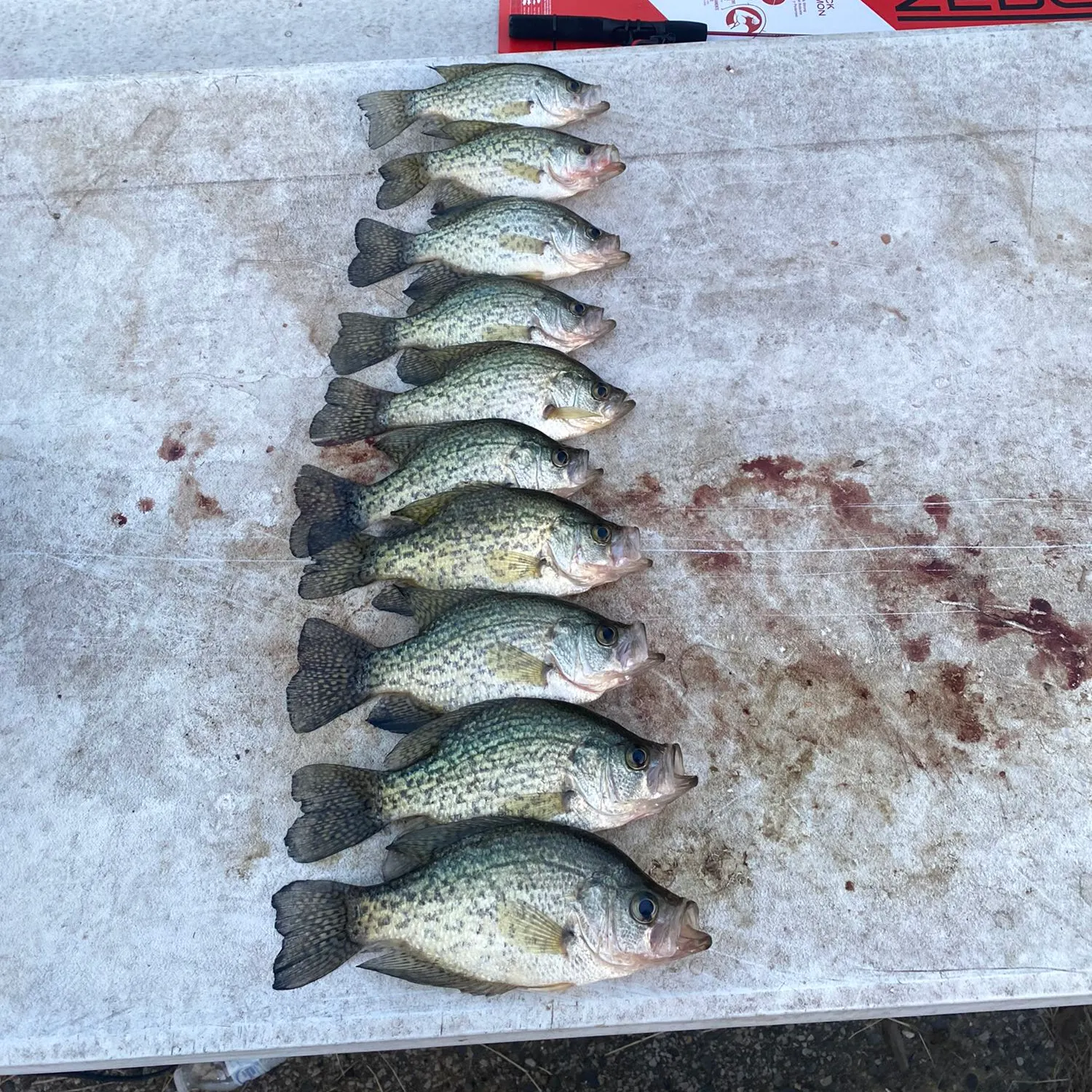 recently logged catches