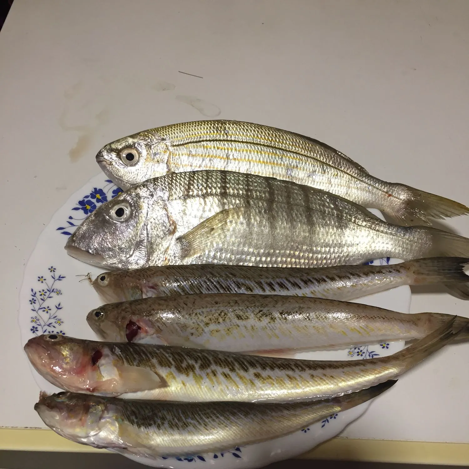 recently logged catches