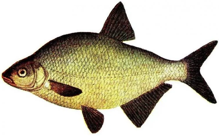 Common bream