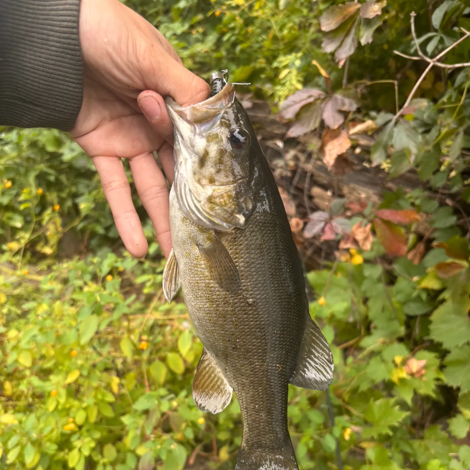 Smallmouth bass caught on Fishbrain
