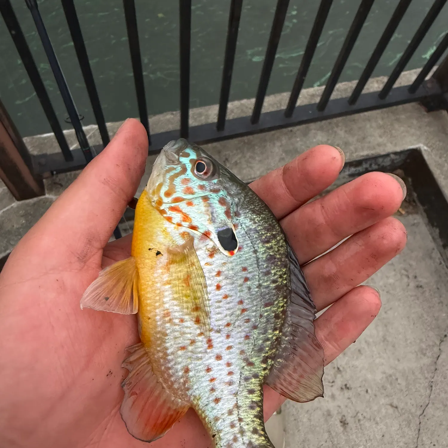 Orangespotted sunfish caught on Fishbrain