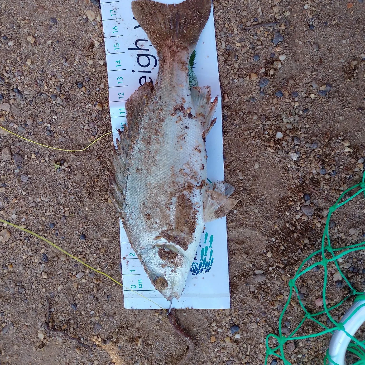 The most recent Bidyan perch catches on Fishbrain