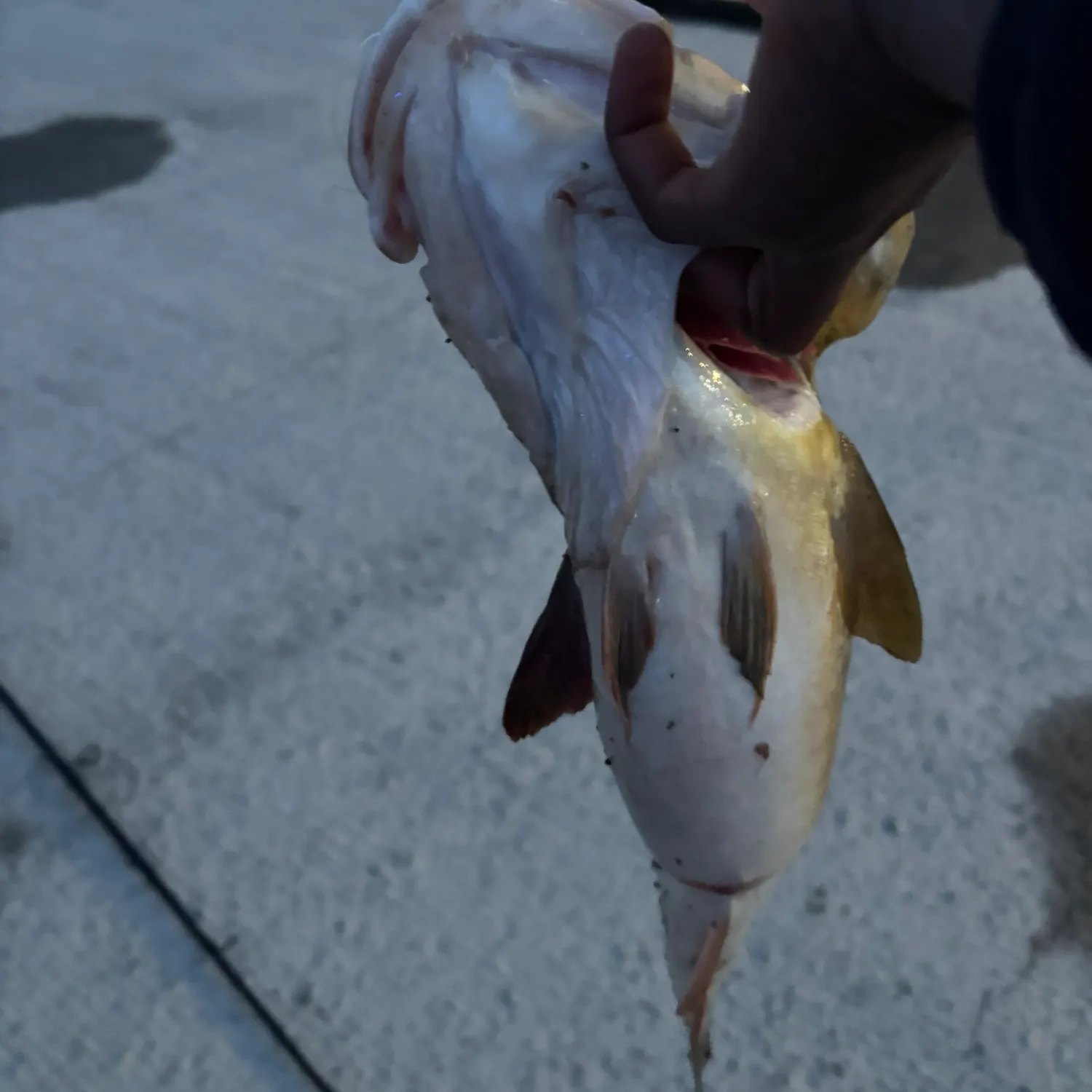 Atlantic cod caught on Fishbrain