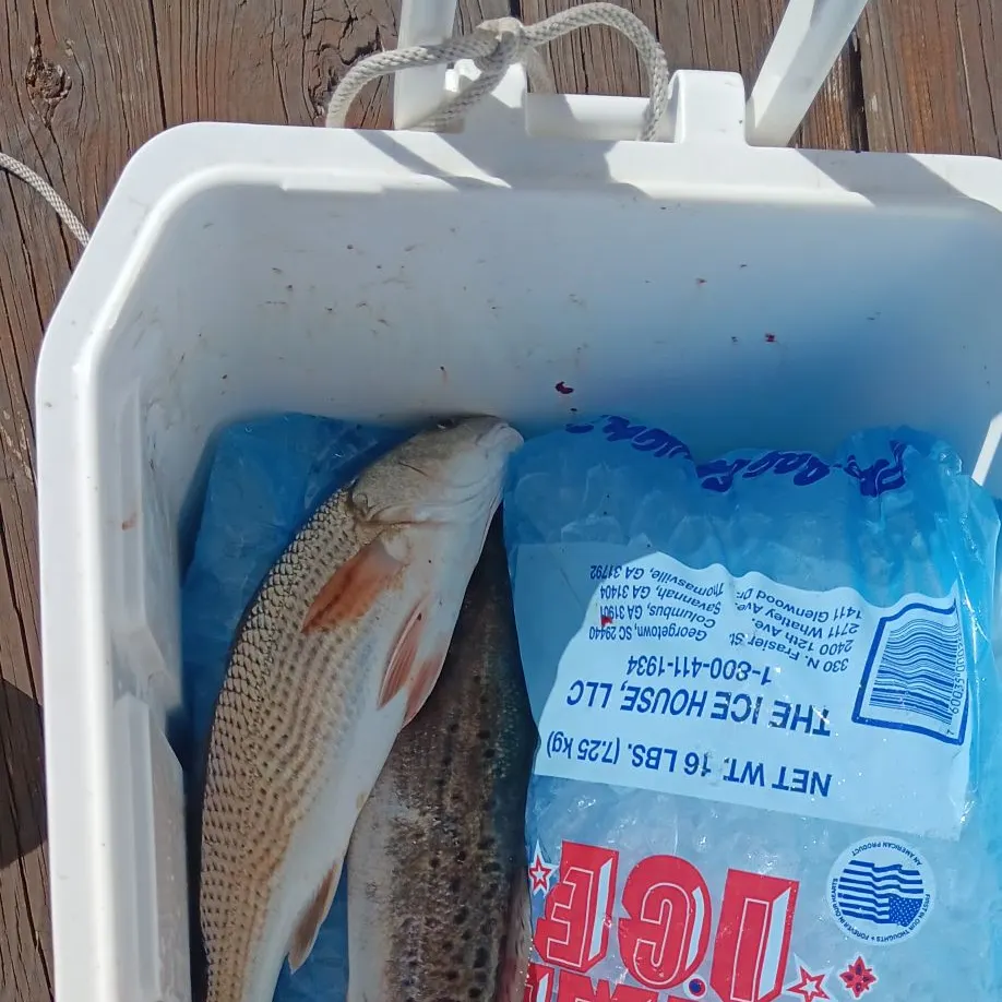 The most recent Spotted seabass catches on Fishbrain
