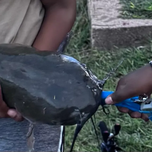 Channel catfish caught on Fishbrain