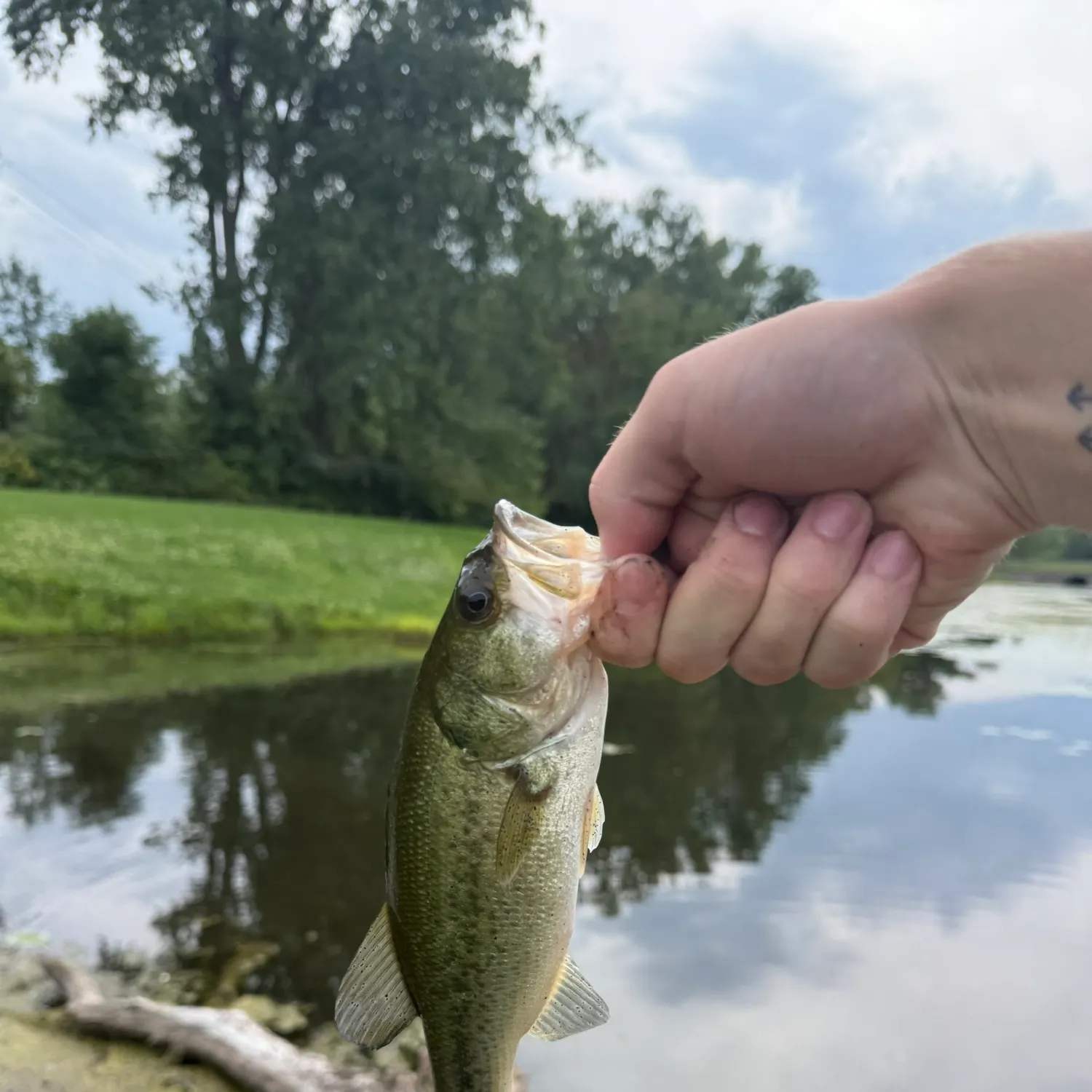 Largemouth bass caught on Fishbrain