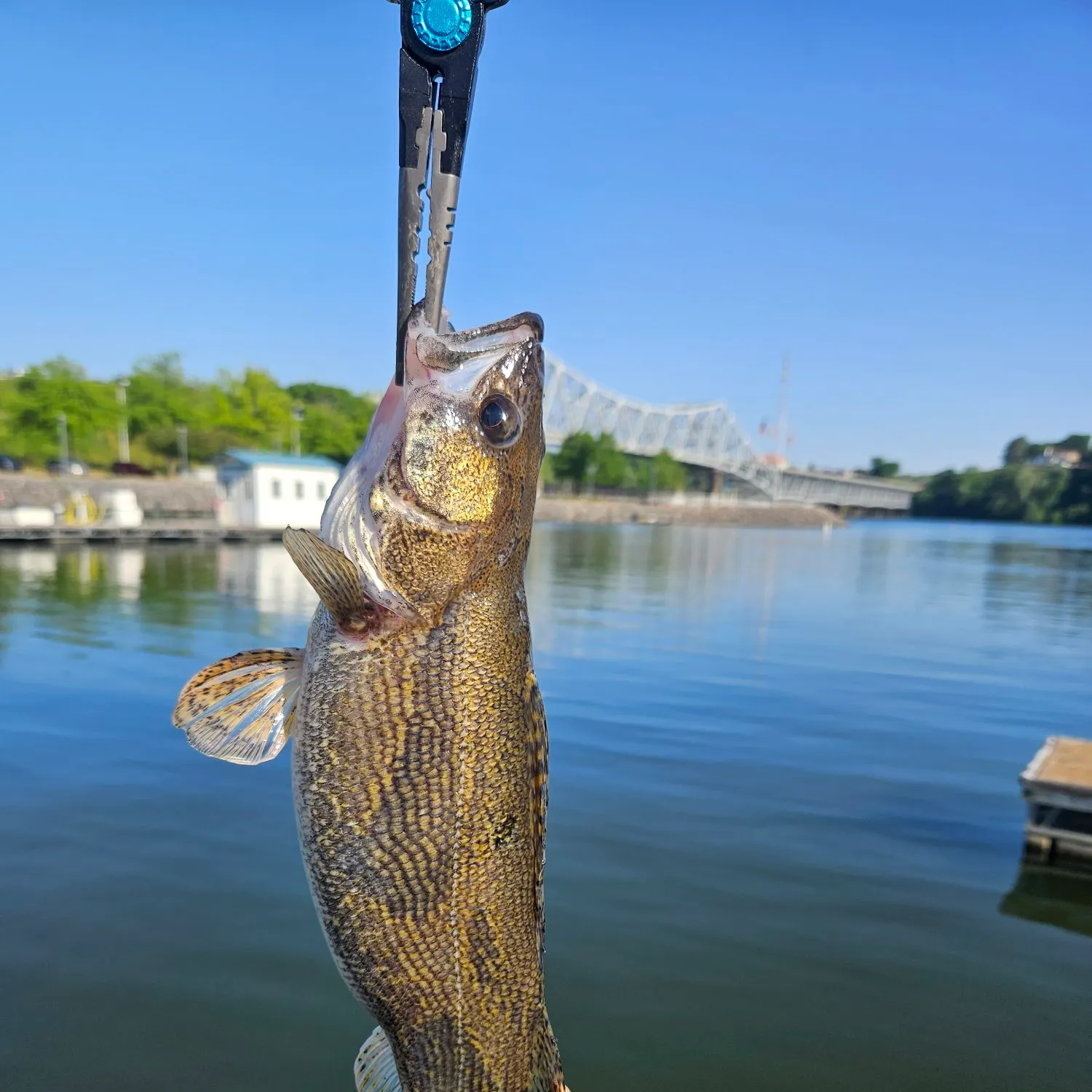The most recent Sauger catches on Fishbrain