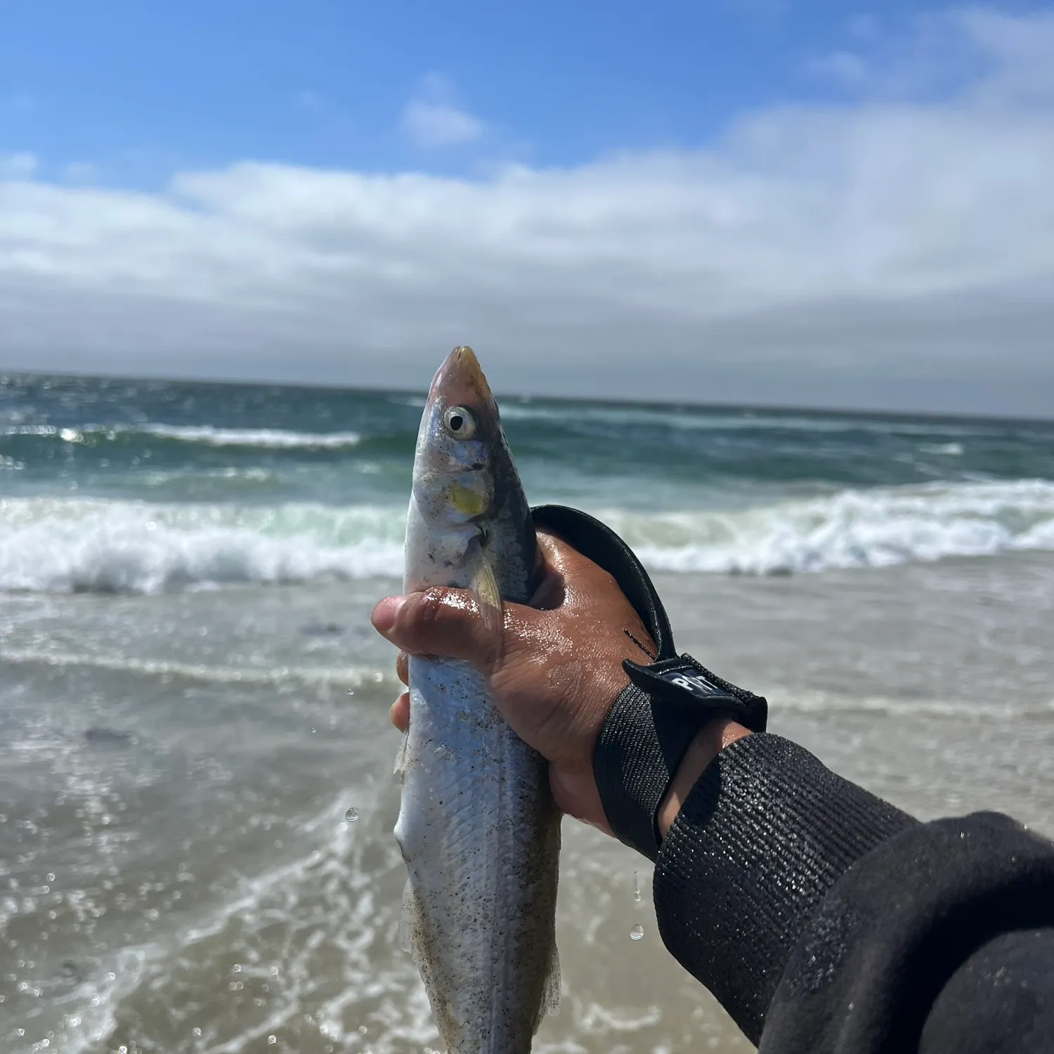 Jack silverside caught on Fishbrain