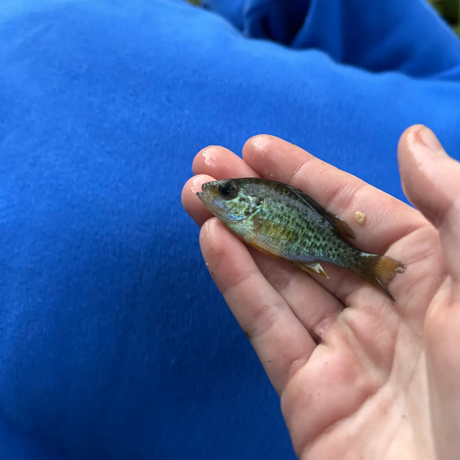 Fish caught on Fishbrain