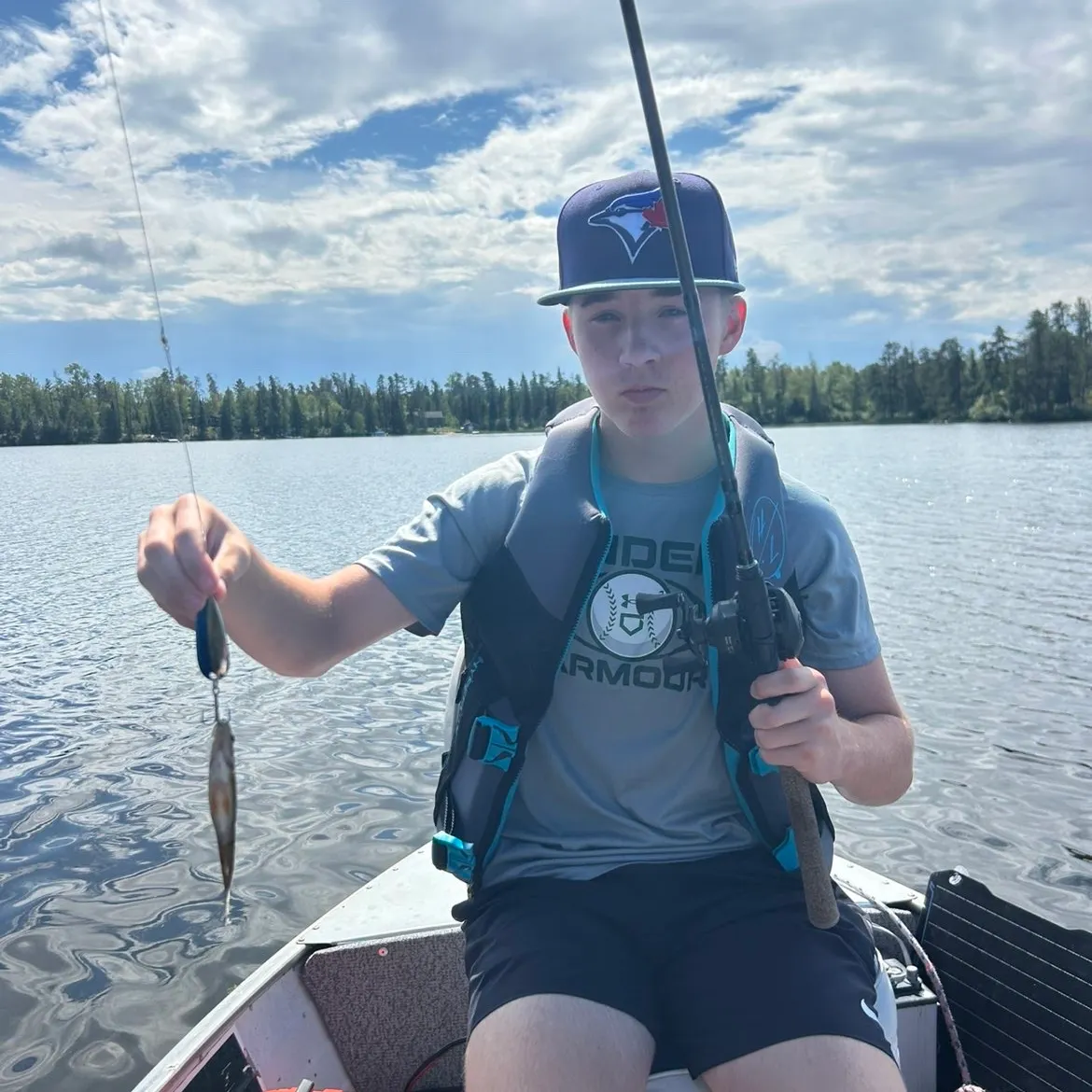 Yellow perch caught on Fishbrain